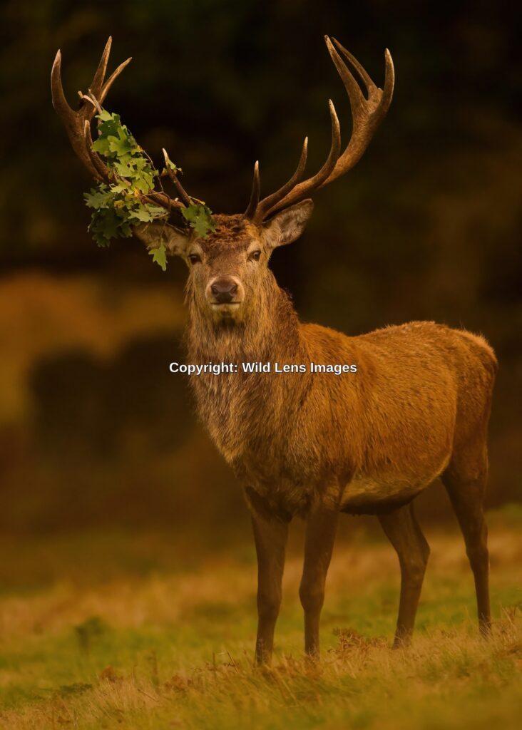 Red Deer Stag