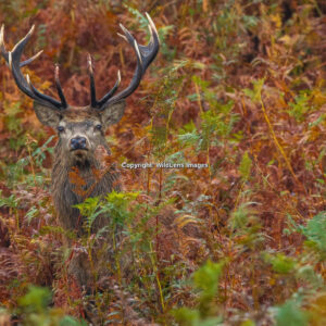 Stag In Ferns Print