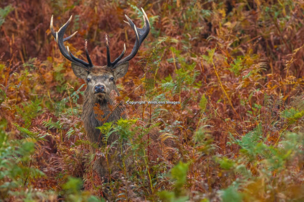 Stag In Ferns Print