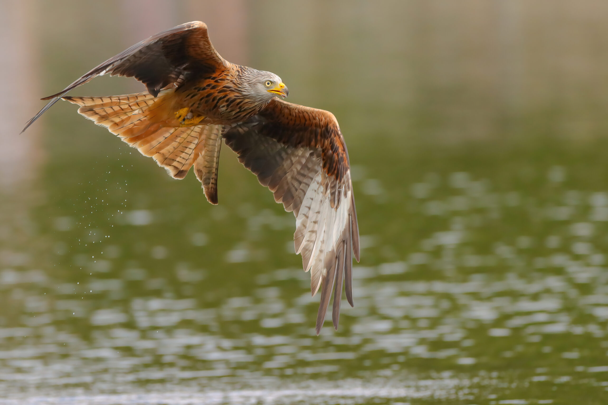 Red Kite in flight
